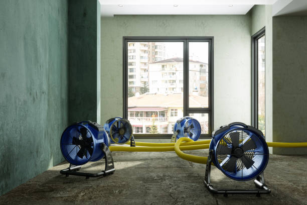 Best Mold removal after water damage  in Arnold, PA